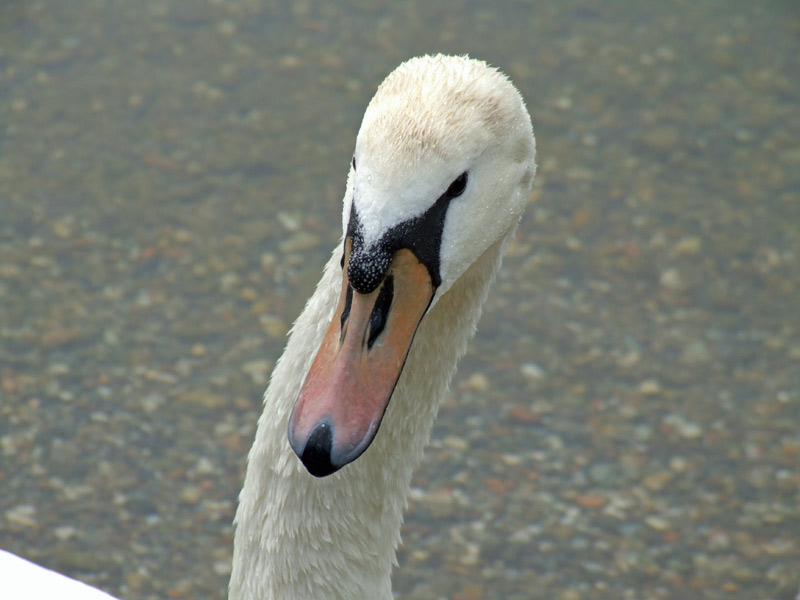 cignio-1.jpg