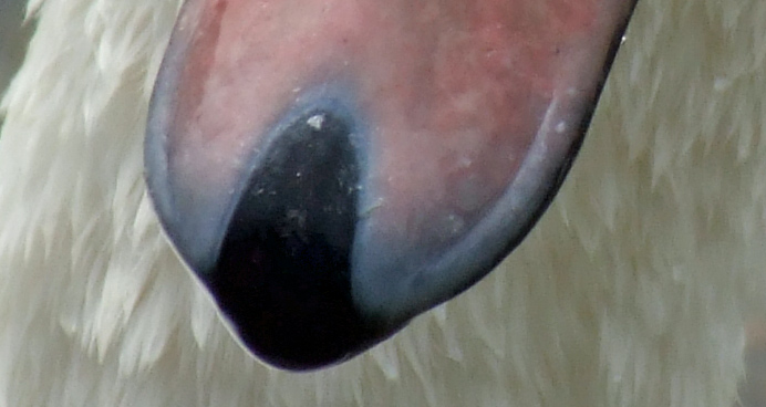 cignio-crop-3.jpg