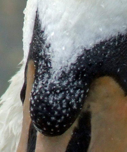 cignio-crop-4.jpg