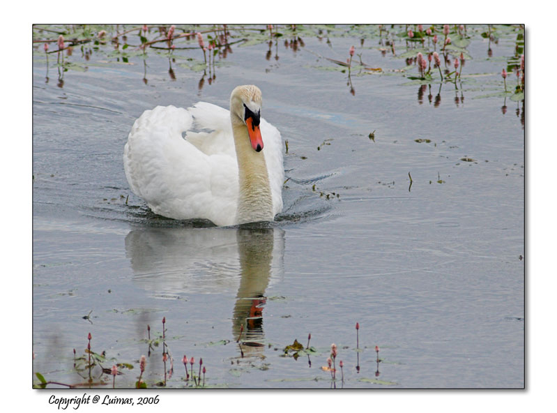Cigno-corretto.jpg