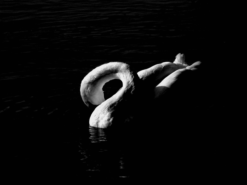 cigno-in-nero.jpg