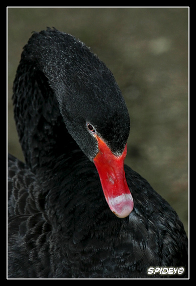 Cigno-nero-2.jpg