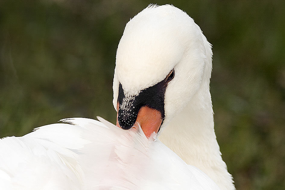 Cigno-Reale-2005_8866-f1.jpg