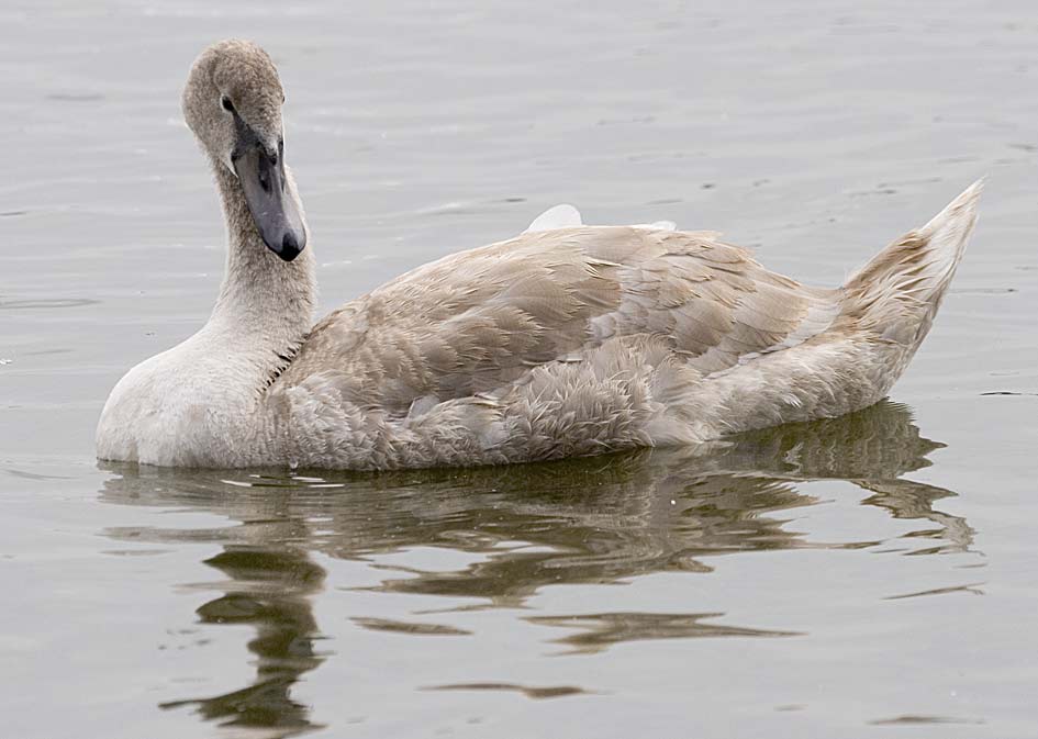 Cigno-reale-giovane-_2005_8.jpg