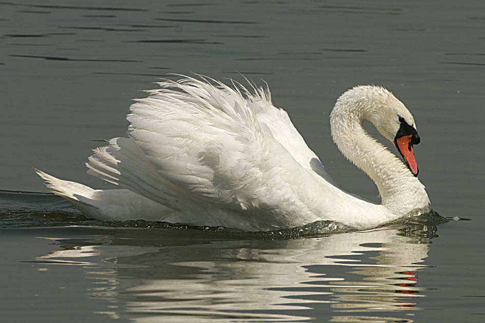 Cigno-reale_2005_7733-copia.jpg