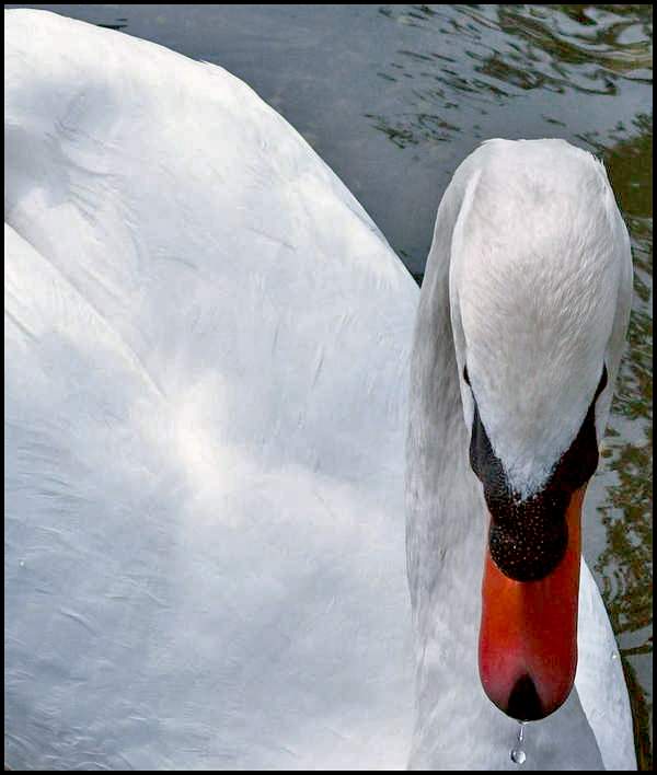 Cigno..JPG