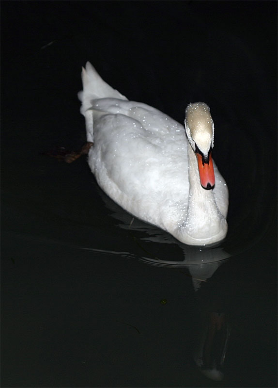 cigno.jpg
