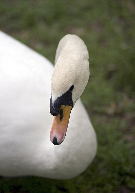 cigno01.jpg