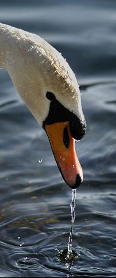 cigno1.jpg