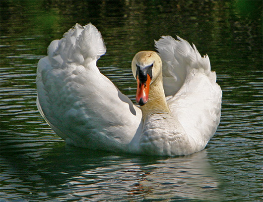 Cigno1_2855.jpg