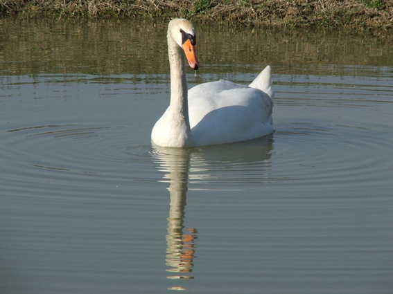 cigno2.jpg