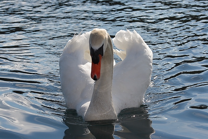 cigno2.jpg