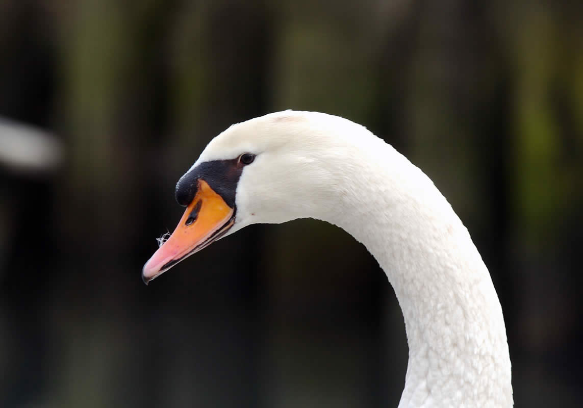 cigno2.jpg