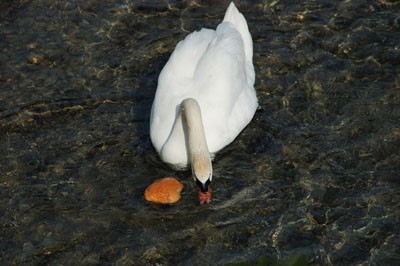 cigno3-web.jpg