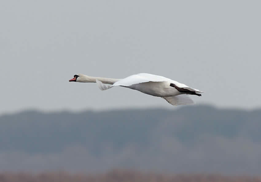 cigno3.jpg