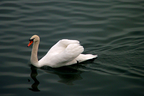 cigno 01.jpg
