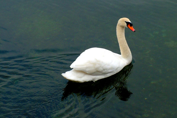 cigno 03.jpg