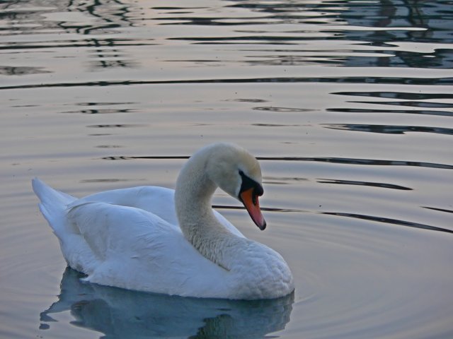 Cigno_1.jpg