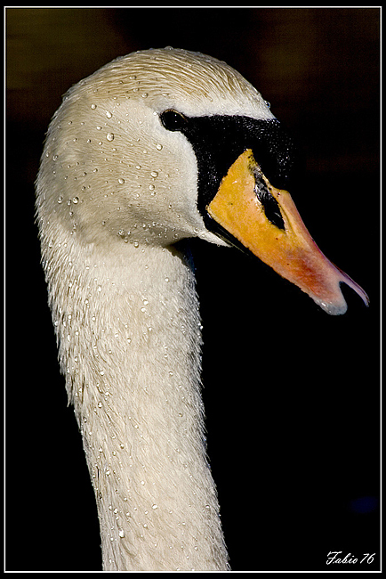 cigno.jpg