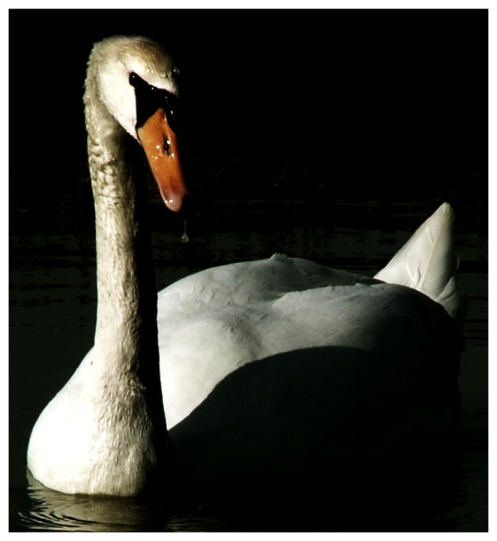 cigno.jpg