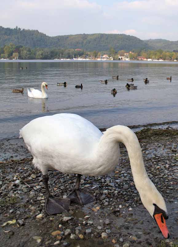 Cigno.jpg