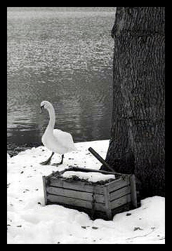 cigno_149[1].jpg