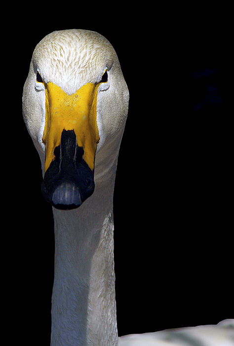 cigno.jpg