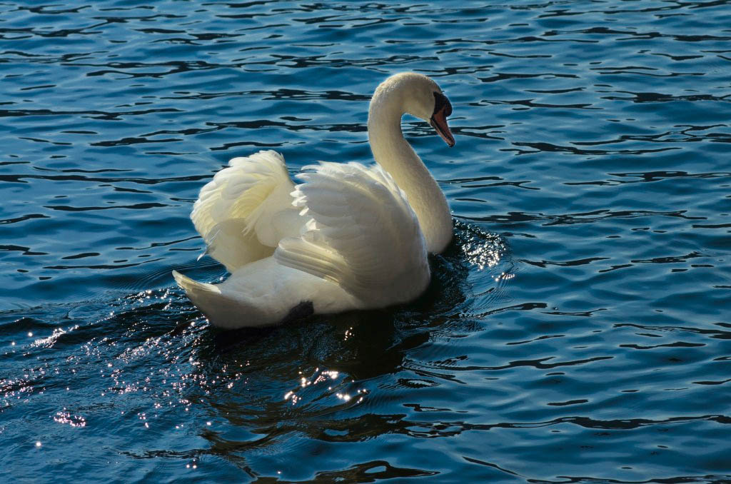 cigno.jpg