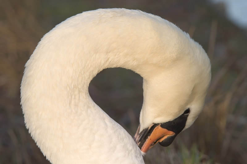 cigno.jpg