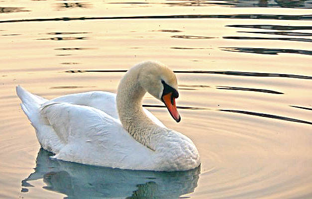 cigno_1.jpg
