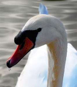 cigno.jpg