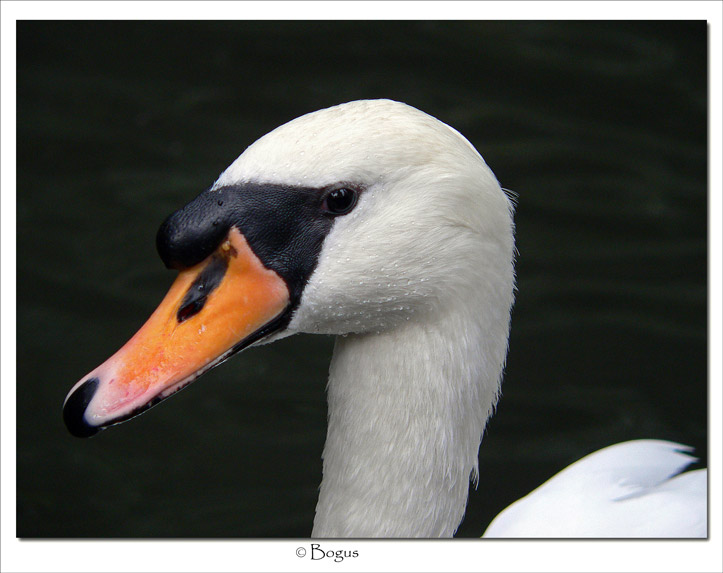 cigno.jpg