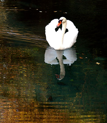 cigno.jpg