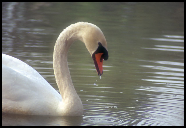 cigno.jpg