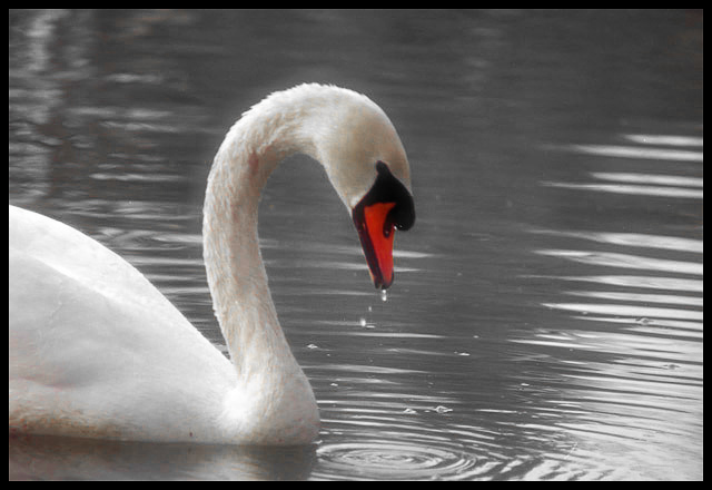 cigno_940[1].jpg