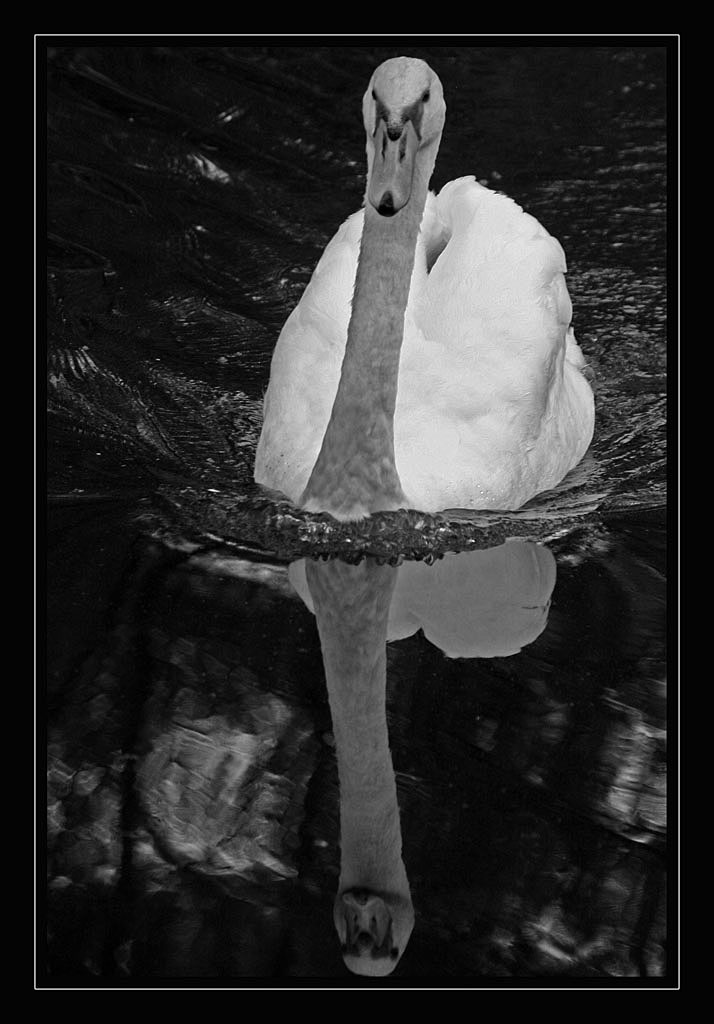 Cigno BW.jpg