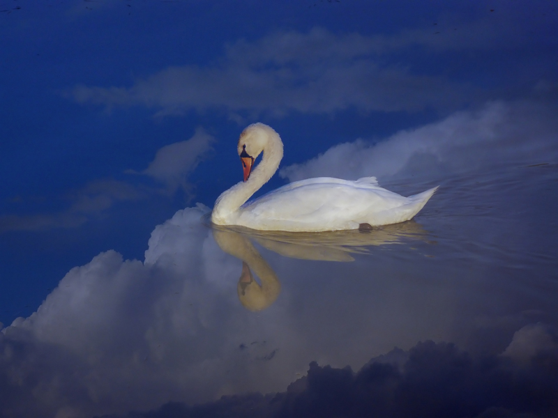 cigno_filtered.jpg