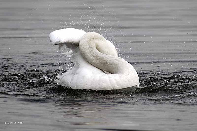 Cigno IMG_0055 f1.jpg