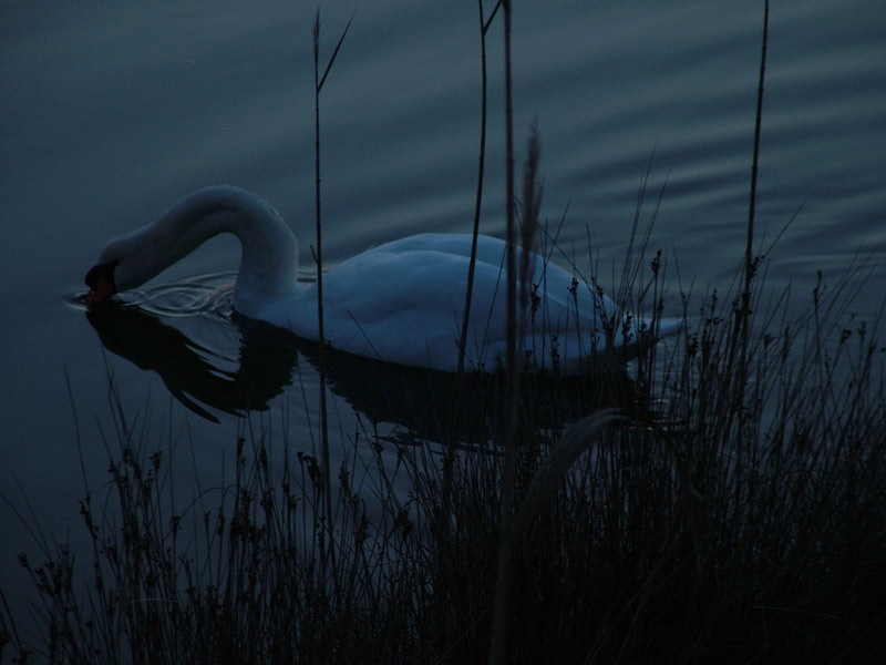 cigno_orig.jpg