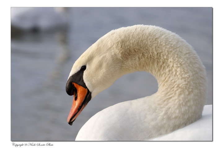 cigno_r.jpg