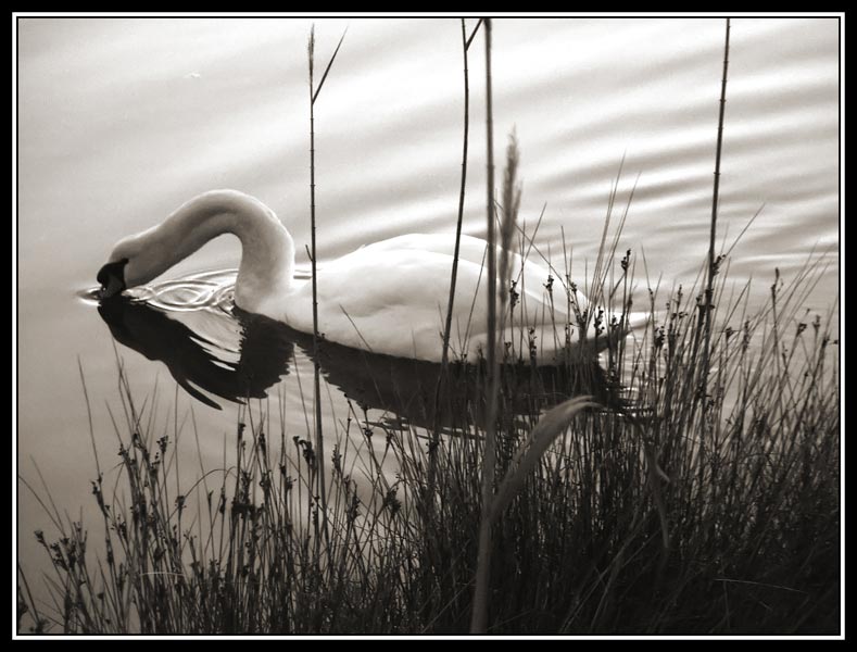 cigno_sepia.jpg