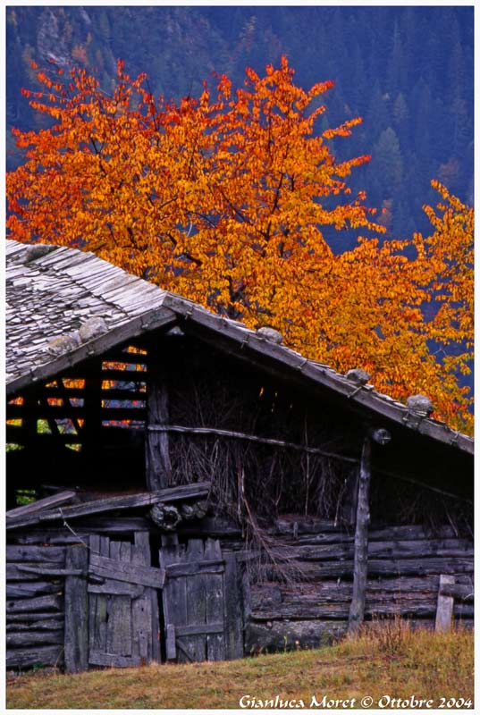 Cilegi-fienile.jpg