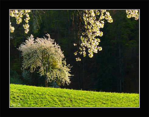 ciliegi-2.jpg