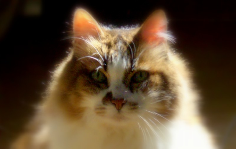 CIMG0460.JPG