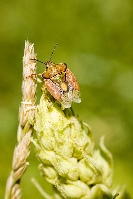 cimice_01_800.jpg