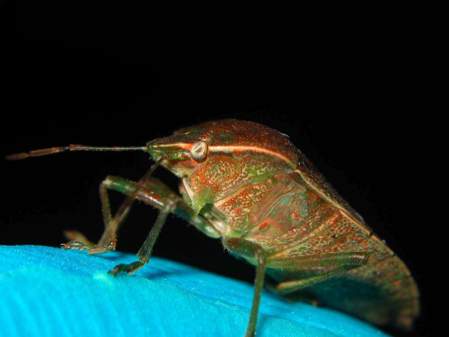 cimice.JPG
