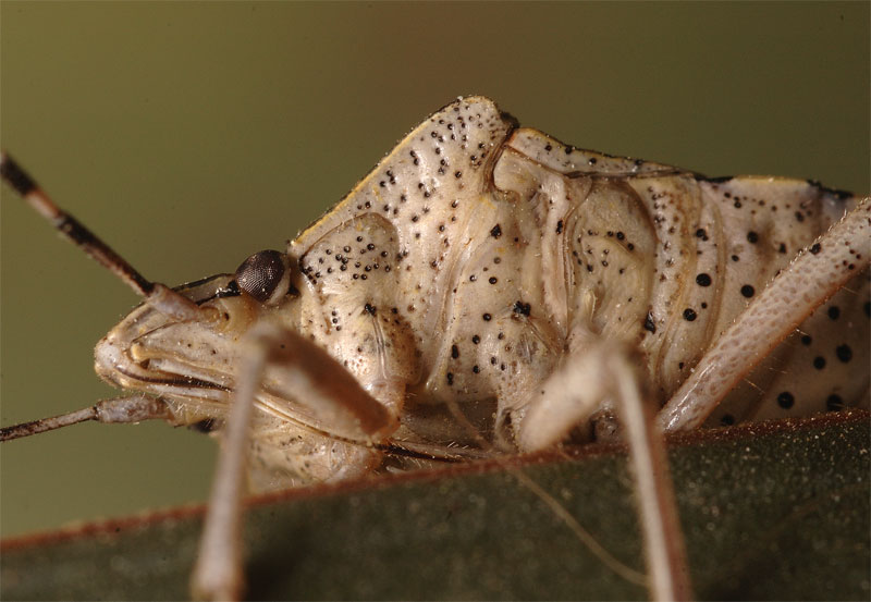 cimice.jpg