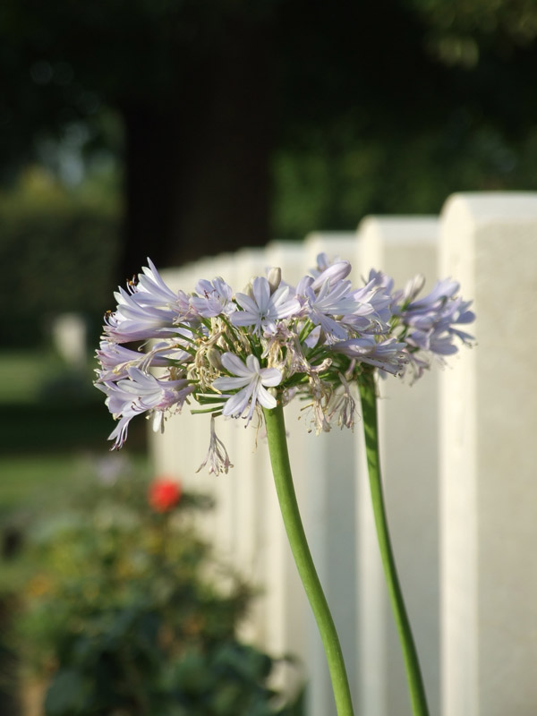 cimitero (5).jpg