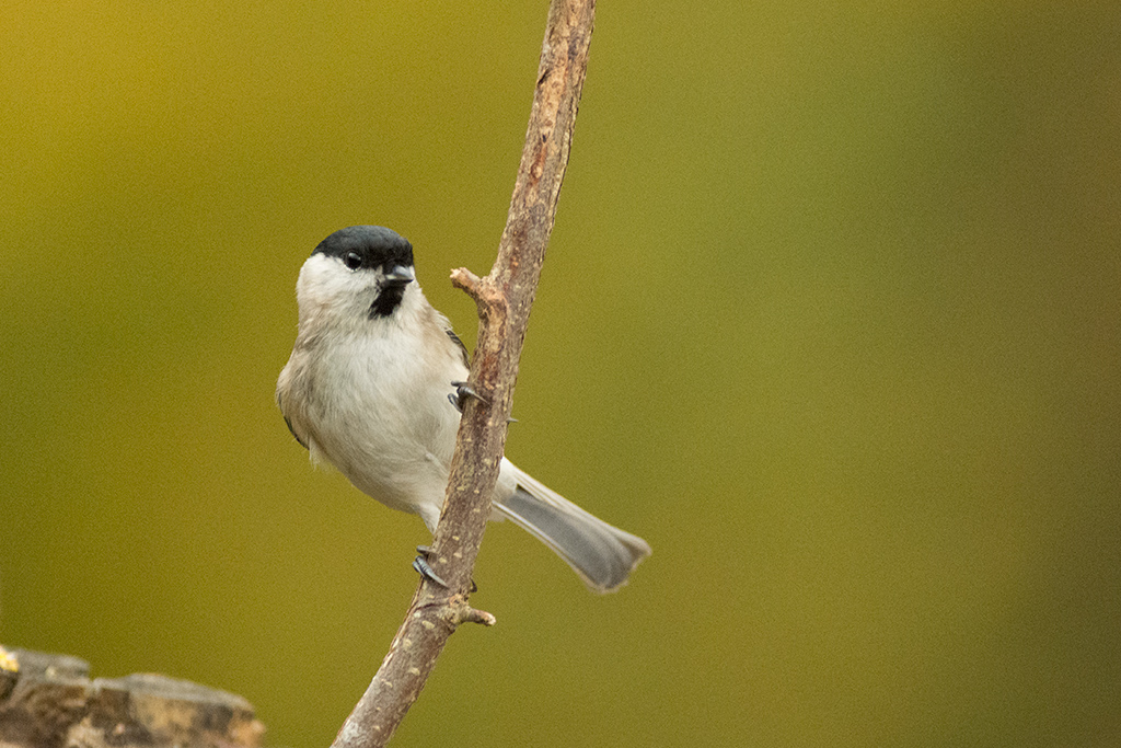 Cincia-Bigia-cruda_DSC2392.jpg
