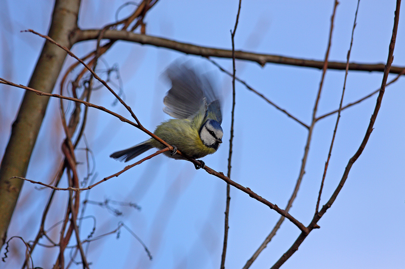 CINCIARELLA-AL-VOLO.jpg